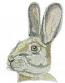 Wild Hare Rabbit Machine Embroidery Design, Realistic Animal Style, Large Hoop Format 