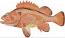 Rougheye Grouper Machine Embroidery Design, Deep Sea Fish Pattern 