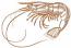 Shrimp Machine Embroidery Design, Seafood Crustacean Vector Pattern 