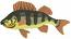 Yellow Perch Fish Machine Embroidery Design, Striped Freshwater Sport Fishing Digital File, River Animal Pattern