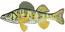 Perch Fish Machine Embroidery Design, Striped River Sport Fishing Digital File, Freshwater Animal Pattern