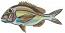 Brown Sea Fish Machine Embroidery Design, Detailed Ocean Animal Pattern 07102026