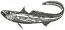 Macruronus Magellanicus Machine Embroidery Design, Patagonian Grenadier Fish Pattern  