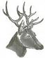 Deer Head with Horns Machine Embroidery Design, Majestic Buck Antlers Pattern 