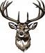 Buck Head Deer SVG. dxf, PNG. EPS. jpg Big Size 300 dpi  