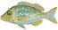 Spangled emperor fish Embroidery Design  Instant Download Digital File - Machine Embroidery