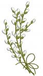 Pussy Willow Bouquet Machine Embroidery Design 