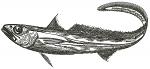 Macruronus Magellanicus Machine Embroidery Design, Patagonian Grenadier Fish Pattern  