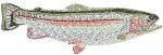 Rainbow Trout Machine Embroidery Design, Freshwater Fish Fishing Pattern 