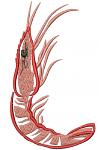 Shrimp Machine Embroidery Design 