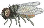 Housefly Machine Embroidery Design 
