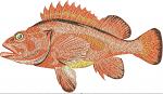 Rougheye Grouper Machine Embroidery Design, Deep Sea Fish Pattern 