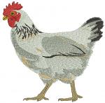Realistic Chicken Embroidery Design Hen Portrait 3 Sizes Farm Bird 