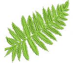 Fern leaf  machine embroidery design - Instant Download 