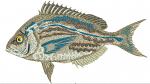 Fish scup machine embroidery design – instant download digital file 