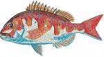 Red Sea Bream Fish Machine Embroidery Design 