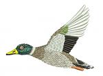 Drake Duck Machine Embroidery Design 