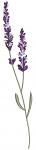 Lavender Machine Embroidery Design / Wild Forest Garden Flowers 