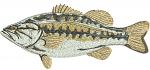 Largemouth Bass ( Micropterus salmoides ) Machine Embroidery Design ? Instant Download Digital File  