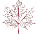 Sugar Maple Leaf Machine Embroidery Design Autumn Fall 4 Sizes 