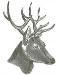 Deer Head with Horns Machine Embroidery Design, Majestic Buck Antlers Pattern 