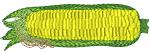 Corn Machine Embroidery Design