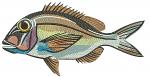 Brown Sea Fish Machine Embroidery Design, Detailed Ocean Animal Pattern 07102026