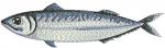 Mackerel Fish Machine Embroidery Design, Sea Animal Motif Pattern 