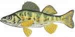 Perch Fish Machine Embroidery Design, Striped River Sport Fishing Digital File, Freshwater Animal Pattern