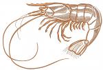 Shrimp Machine Embroidery Design, Seafood Crustacean Vector Pattern 